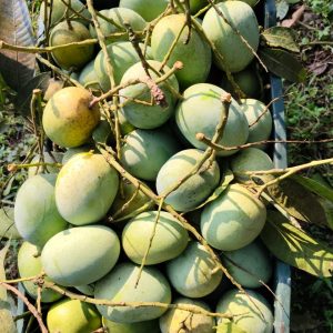 ল্যাংড়া আম কুরিয়ার পয়েন্ট ডেলিভারি