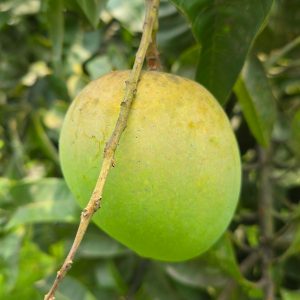 লাল মাটির হারিভাঙ্গা আম